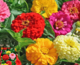 থাই Zinnia Mixed Color - মিক্সড কালার জিনিয়া ফুল
