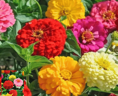 থাই Zinnia Mixed Color - মিক্সড কালার জিনিয়া ফুল
