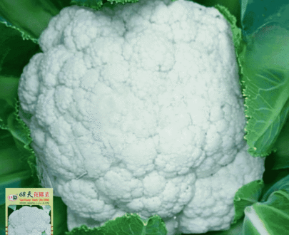 থাই Cauliflower Seeds (68 Days) - ফুলকপি বীজ ৬৮ দিনে ফলনশীল কমপ্যাক্ট জাত
