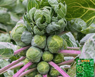 থাই Brussels Sprouts - মিনি বাঁধাকপি