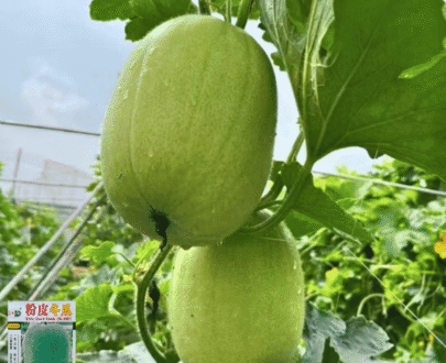 থাই White Gourd – চালকুমড়া