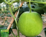থাই White Round Gourd – গোল চালকুমড়া