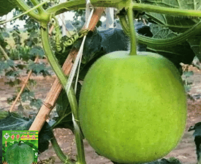 থাই White Round Gourd – গোল চালকুমড়া