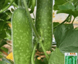 White Gourd
