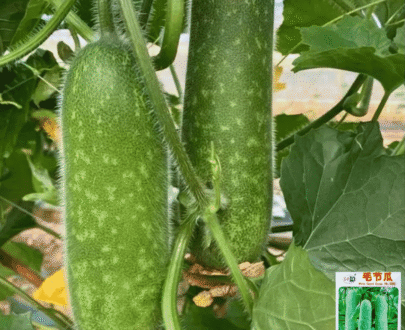 White Gourd