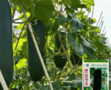 থাই White Black Gourd – কালো লম্বা চালকুমড়া