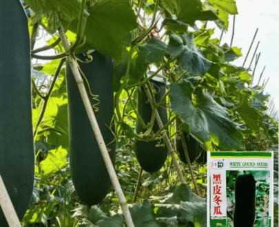 থাই White Black Gourd – কালো লম্বা চালকুমড়া