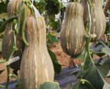 থাই Sweet Pumpkin