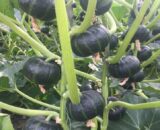 থাই Mini Pumpkin