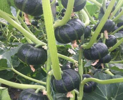 থাই Mini Pumpkin