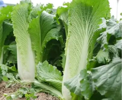 Tianjin Qingmaye Chinese Cabbage