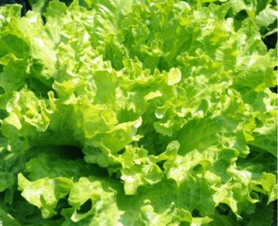 Glass Lettuce