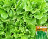 Italian Leaf Lettuce
