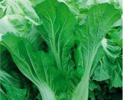 থাই Mustard Green