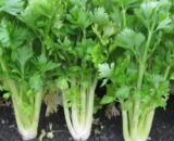 থাই Large Celery