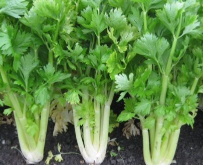 থাই Large Celery