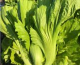 থাই Puxin Mustard