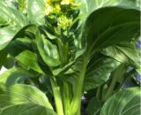Choy Sum (Rape Seeds)