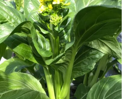 Choy Sum (Rape Seeds)