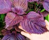 Red Periila Seeds