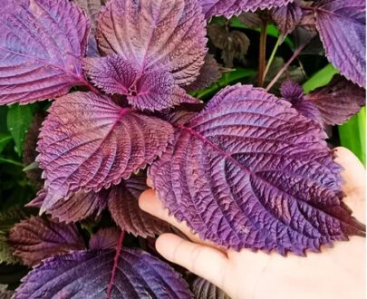 Red Periila Seeds