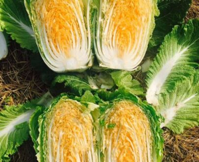থাই Orange Red Baby Cabbage
