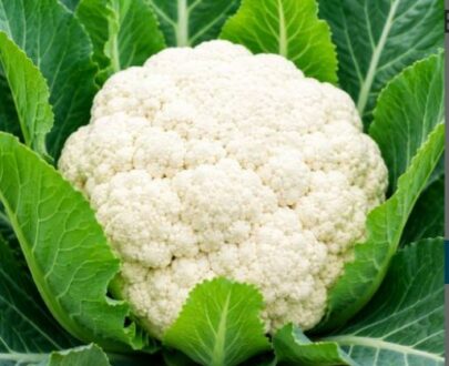 থাই Cauliflower Seeds (100 Days) – ফুলকপি বীজ (১ গ্রাম)