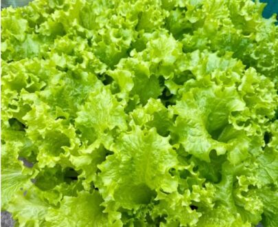 Blot Resistant Lettuce