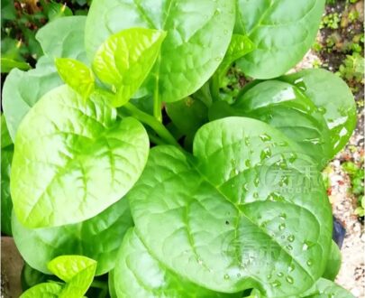 থাই Malabar Spinach - পুঁই শাক