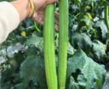 থাই Long Sponge Gourd – লম্বা ধুন্দল
