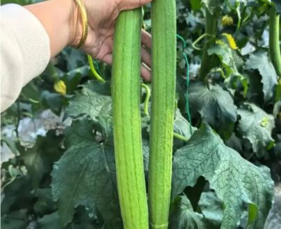 থাই Long Sponge Gourd – লম্বা ধুন্দল