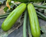 থাই Green Squash - জুকিনি/সবুজ স্কোয়াশ