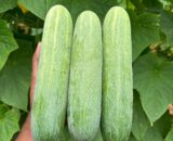 থাই Big Green Cucumber