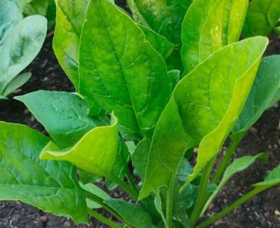 থাই Spinach - পালং শাক