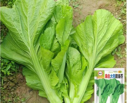 Hakka Sweet Mustard Green