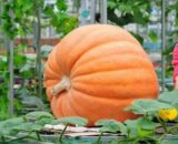 থাই Giant Pumpkin