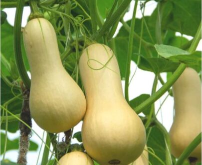 থাই Cream Pumpkin