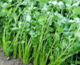 থাই Coriander - ধনেপাতা