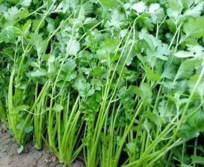 থাই Coriander - ধনেপাতা