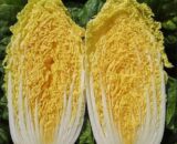 থাই Golden Pearl Baby Cabbage