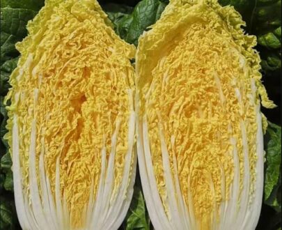থাই Golden Pearl Baby Cabbage