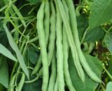 থাই Trellis-Free Kidney Bean Seeds