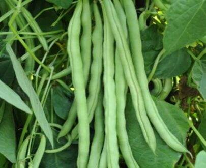 থাই Trellis-Free Kidney Bean Seeds