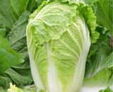 Napa No. 50 Chinese Cabbage
