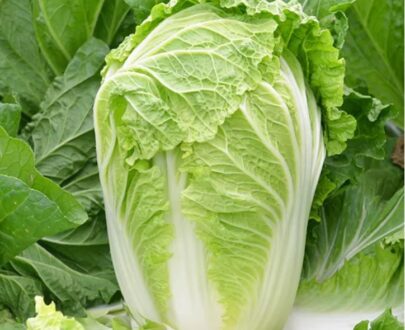 Napa No. 50 Chinese Cabbage