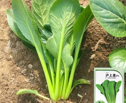 থাই Four-Season Bok Choy