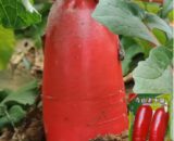 থাই Red-Heart Radish