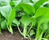 থাই Four-Season Bok Choy