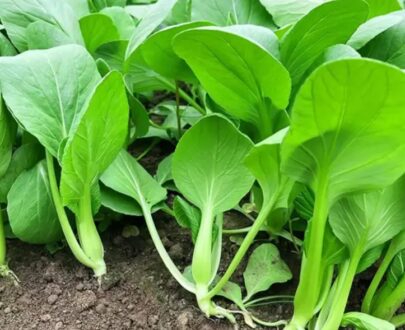 থাই Four-Season Bok Choy