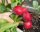 থাই Cherry Radish